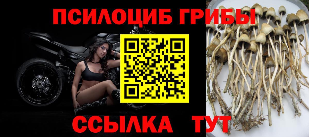 Псилоцибиновые грибы GOLDEN TEACHER  Псилоцибиновые грибы Psilocybine cubensis  Майкоп  Вход с VPN 